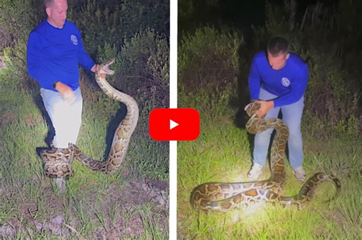 16-Foot Burmese Python Gets Into Extended Wrestling Match With Snake Hunter