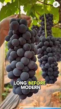 Top 5 Most Popular (consumed) Fruits in the World 🍌🍎🍊🍇🍉 #shorts