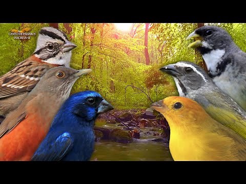Pássaros Cantando no Amanhecer - Perfeito para Esquentar Seus Pássaros !