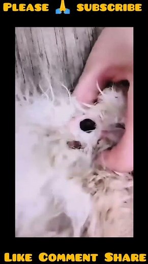 botfly larvae removal from cats cat meowing loudly | mango worms #mangoworms