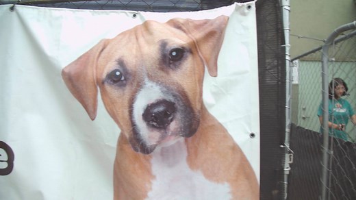 Second Chance Animal Rescue is a nonprofit on a mission, over the years that we have been in operation our priority focus has been the rescuing and rehoming of displaced animals in our community. We need to do more to get to the grassroots of the problem of why so many companion animals in our community end up in our pounds in need rescue in the first place. SCAR will open a low cost animal hospital to provide our community with affordable veterinary options for the care of their pets. We want t