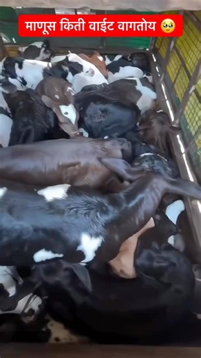 गाईचे लहान तिन चार दिवसाचे वासरं टेपो भरून कत्तलीसाठी माणूस किती वाईट वागतोय 🥹