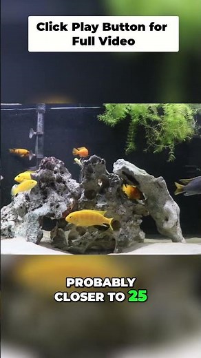 Mbuna Cichlid Tank: Our Top Tips for Success