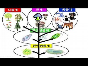 The five kingdoms of biological classification, classification criteria, prokaryotes, protists, f...