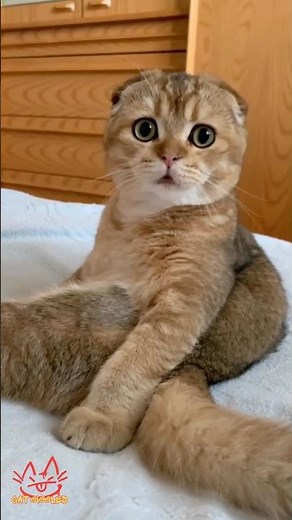 Cat Giggles #278 – Your Daily Dose of Funny Cats! 😻 #shorts #pet #cat #funny #foryou #viralvideo