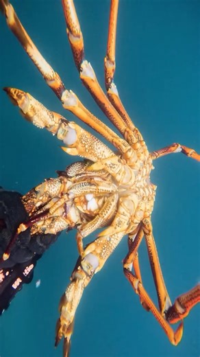 Henry Gibbs on Instagram: "Red Dinosaur"