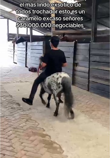 Pony Riding Tips: Mastering Your Technique in the Stable