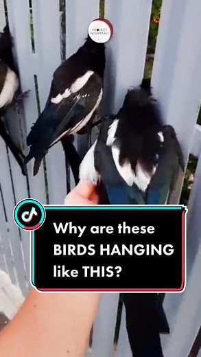 Birds Stuck in Fence: Rescuing and Understanding Their Plight