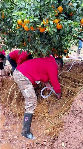 How FARMERS Use Precision Root Irrigation for BETTER Fruits 🍊