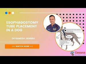 Esophagostomy Tube Placement In A Dog With Dr Ramesh | Cessna Lifeline Veterinary Hospital