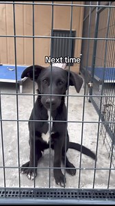 #luckypuppyrescue #rescuedogs #adoptme #notjustashelter #dogrescue #adoptabledogs | The Lucky Puppy Rescue