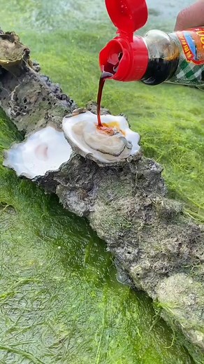 How to Open an Oyster: Step-by-Step Guide