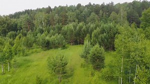 Forest, Nature, Landscape. Free Stock Video