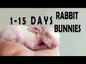 BABY RABBITS GROWTH STAGES -BIRTH -16 DAYS| RABBIT BUNNIES|CUTE BUNNIES|BUNNY PET RABBITS DAILY LIFE