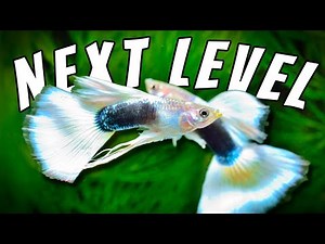 Level Up Your Aquarium, These Are Guaranteed To Breed