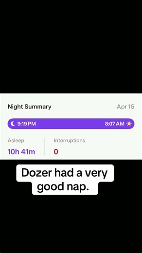 Dozer's Adventures: Naps, Friends & Chicken Treats