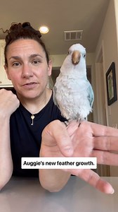 73K views · 4.1K reactions | Feather destructive behavior is complicated  #parrot #bird #rescue #quakerparrot #plucking | The Green Bird Brigade | Facebook