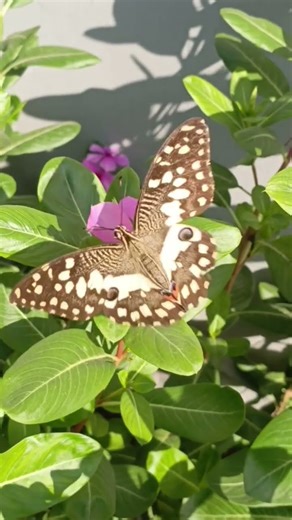 Butterfly collecting Nectar from flowers🌸🌺🌻🌹🌷🌼💐