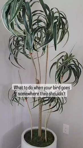 19K views · 627 reactions | Birds will be birds  #birds #parrots #birdtraining #birdtricks #parrottraining #bird | The Green Bird Brigade | Facebook