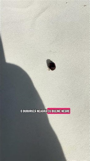 Buburuza neagra cu buline *rosii 🫠