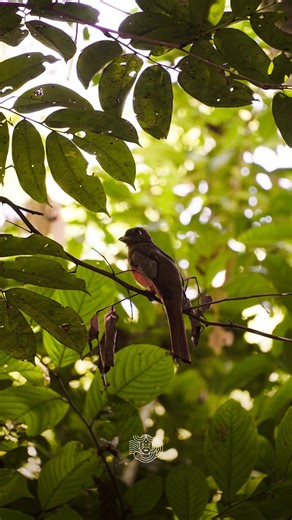 3.2K views · 25 reactions | In the Amazon every trail leads to new experiences. Encounter wildlife, explore nature and forge memories that ignite your adventurous spirit. #JungleExperiences #EpicAmazon #AdventureAwaits #JungleJourney | Jungle Experiences - Amazon Cruises | Facebook