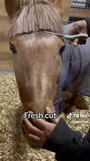 Donkey Haircut Transformation: A Fresh Look