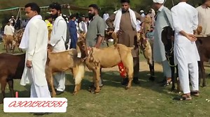 Goat breed of Kashmir Punjab on Reels