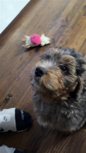 Effective Strategies to Train Your Bernedoodle Puppy