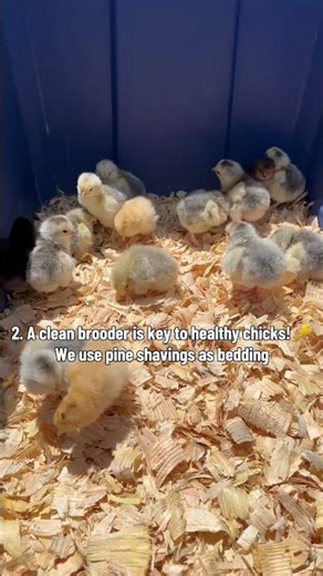 One of my favorite parts about the spring… raising chicks!🐣🐥 #chickens #chick #eggs #hatch #fy