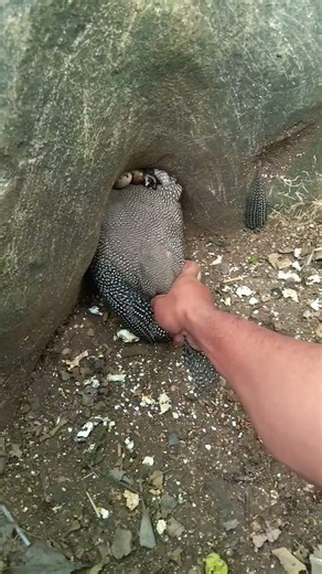 chicken laying eggs #nature #shortvideo