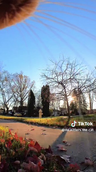 Play Date with Your Besties - Molly the Cat Duet Play Date