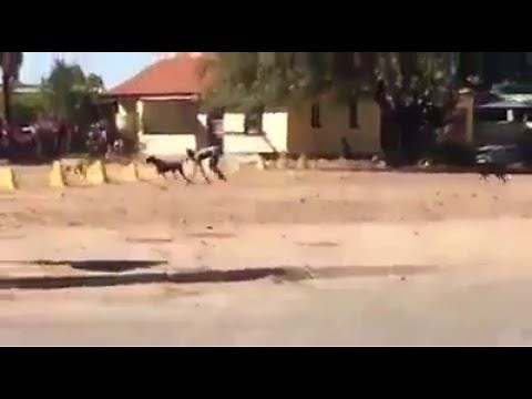 Mystery Half-Dog Half-Human Creature Filmed In Limpopo, South Africa