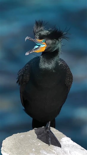 1K views · 17 reactions | double-crested cormorant #birdplanet #swan #nature #pigeon #birds #parrot #beauty #pet #wildlife | Birds Planets | Facebook