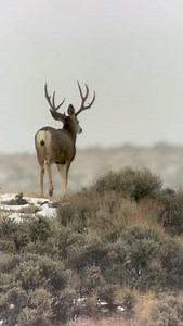 Fancy seeing you again… 🦌🎯 | Spencer Adams