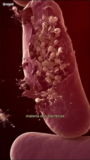 Bacteriophage virus under the microscope #microorganisms #microbiology #curiosities