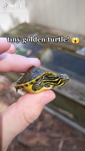 Meet the Cooter: The Most Photogenic Turtle Ever!