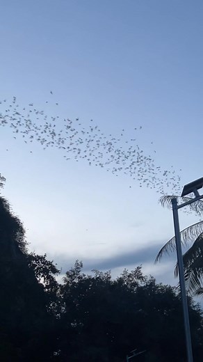 The Bat Cave in Battambang is truly incredible. Watching thousands of bats fly out at sunset is the perfect way to end the day. | Hello Cambodia