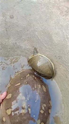 #song tortoise tortoise