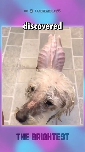 58K views · 6.3K reactions | No One Believed This Dog's Transformation #dog #dogs #doglover #reelsfb #reelsviral | Mediaflip | Facebook