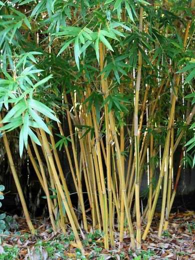 Bambusa multiplex cv. Alphonse Karr | Living Bamboo Plant Nursery Brisbane