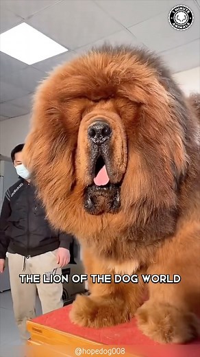 Tibetan Mastiff 🐶 The King Of Fluffy Giants! #tibetanmastiff #tibetanmastiffs #tibetanmastiffpuppy #tibetanmastiffsofinstagram #tibetanmastifflove #tibetanmastiffway #tibetanmastiffofinstagram #bigdogsofinstagram #bigdog #dogsofinstagram | 1 Minute Animals