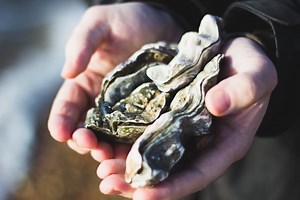 Do you need a license to pick oysters in BC? [2025] | QAQooking.wiki