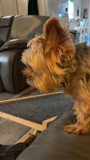 Cujo Dog Breed in the Movie - Yorkshire Terrier