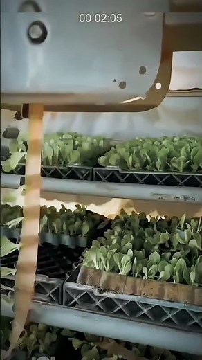 Advanced Technology in the Field: Super Efficient Vegetable Seedling Planting Process!