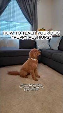 How to teach your dog to do a PUPPY PUSH UP!