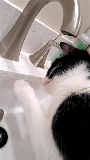 wonderwoman Cats (@wonderwomanideas)’s videos with original sound - wonderwoman Cats