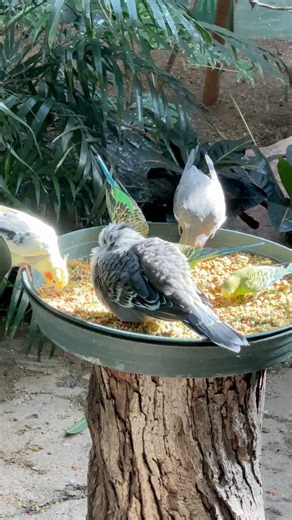 19K views · 297 reactions | Walk through Australia Aviary 列 | OC Aviary | Facebook