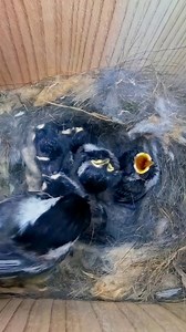 60K views · 783 reactions | Chickadee chicks being fed  #wildlife #birdwatching #nature #birdhouse #birds | Nest Box Live | Facebook
