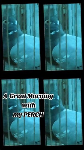 🌞 Good Morning from Perch! 🕊️ Starting the Day Right ,