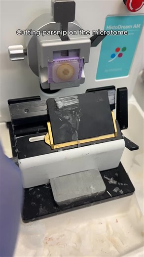 Milestone Medical USA on Instagram: "Let’s cut parsnip on the microtome! Fun fact about parsnips: Parsnips actually get sweeter after the first frost because the cold converts their starches into sugars, which is why they’ve been cultivated for centuries as a natural winter food. Wondering what this winter food looks like under the microscope? Stay tuned! Cut on our HistoDream AM automated microtome. #histology #pathology #tissueprocessing #microtomy #histotechnology"